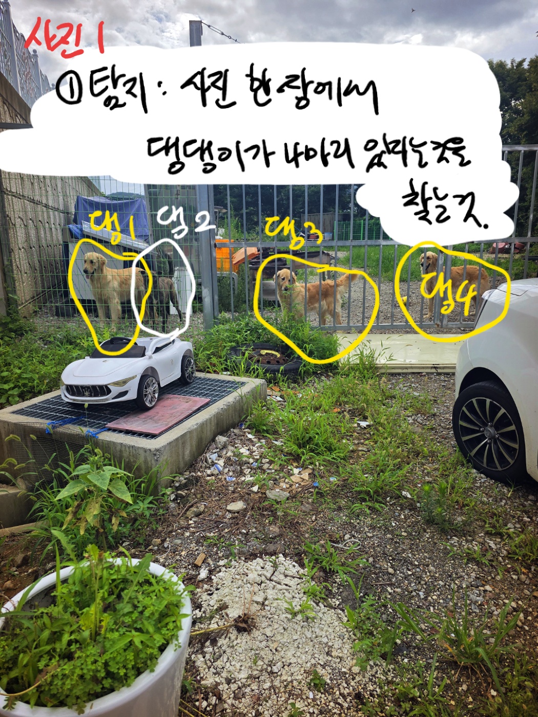 철망 안에 노란색 개들과 검정색 개 한 마리가 보이는 첫 번째 관측 사진